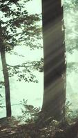 Glowing fog in the forest in the evening video