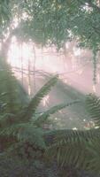 Foggy jungle in the Chiang dao mounts video