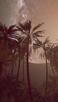 Night shot with palm trees and milky way in background video