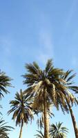 Underside of the coconuts tree with clear sky and shiny sun video