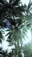 Underside of the coconuts tree with clear sky and shiny sun video
