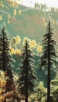 Autumn scandinavian like forest and landscape with vibrant autumn colors video