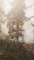 View in to tall pine trees on a summers day video