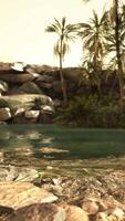 Colorful scene with a palm tree over a small pond in a desert oasis video
