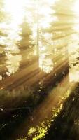 Magic dark Autumn forest scenery with rays of warm light video