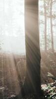 rays of sunlight falling into a misty forest video