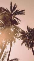 Underside of the coconuts tree with clear sky and shiny sun video