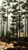 Beautiful remote evergreen forest in mountain video
