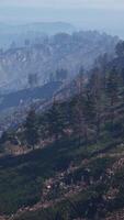 Forest of green pine trees on mountainside video