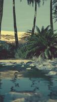 Colorful scene with a palm tree over a small pond in a desert oasis video
