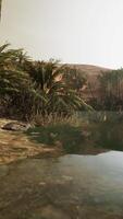 Colorful scene with a palm tree over a small pond in a desert oasis video