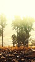 Scenic landscape with steep cliffs and trees during a sunny day video