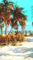 desert island with palm trees on the beach video