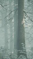 Fog in the forest on a cold winter cloudy day with first snow video