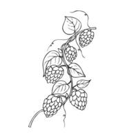 common hop. Graphic ink, eco, organic Humulus lupulus branch with leaves and cones illustration isolated on background. Hand drawn line sketch. For designers, prints, logo, menu, postcards vector