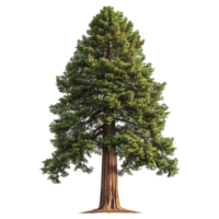 Tall Evergreen Pine Tree Design on Transparent Background png