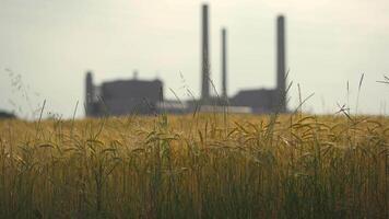 Nature and manufacturing combination. Agricultural industry, pollution in air from plant. Factory chimneys background, wheat field in foreground. Electric generating power station, air quality issues. video