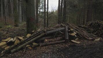 Stacks of firewood in a forest in Germany. Pile of cut trees in a spring forest in Europe. Bunch of felled woods in a European woodland in countryside. Lumberjack and logging. Stacked tree poles. video