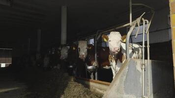 White and brown cows standing in barn and looking into camera in sunny weather. Cows inside building on cattle farm. Cattle in large, dark livestock shed. Dairy farm. Livestock husbandry animal. video