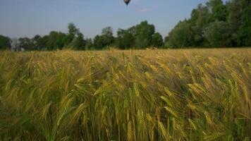 Travel balloon flying over yellow field of spikelets in summer. Hot air balloon over farm fields with corn heads. Theme of traveling into flight on balloon with basket. Oats as an agricultural. video