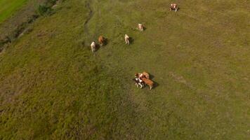 Drone view of herd of cows grazing on green free-range hill in Bavarian Alps in Germany. Aerial view of domestic cattle herd grazing in September on hillside in mountains of Bavaria, Germany. video