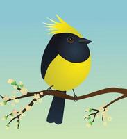 A very cute sultan tit bird in the shape of an egg. Green blue gradient background. The bird sits on a branch with yellow blossoms. vector
