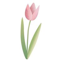 Delicate hand drawn tulip. Spring flower in watercolor style. vector