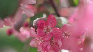 Spring vibes. Decorative apple tree in full bloom. Macro shot of branch with soft pink flowers. Peaceful background. video