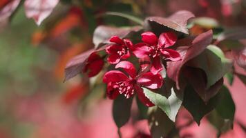 Spring background. Closeup of crab apple tree branch with red blossoms. video