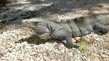 Iguana crawling on ground Tulum ruins Mayan site in Mexico. video