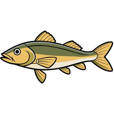 Simple Walleye Fish Drawing for Marketing