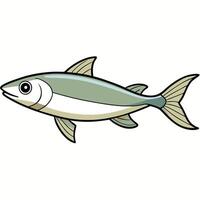 Transparent Background Whiting Fish Drawing vector