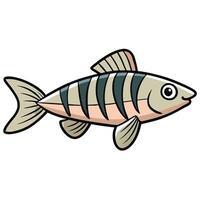 Artwork of Zebra Danio Fish with Transparent Background vector
