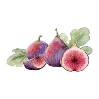 Juicy Figs with leaves watercolor illustration. Delicious purple summer whole fruits and slices vector
