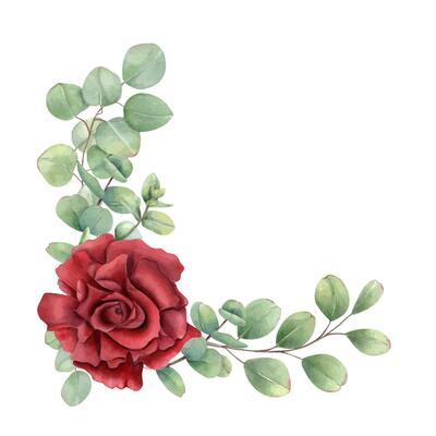 Red rose flower head, eucalyptus branches border illustration. Blooming garden plant with green leaves frame with empty space for text. For birthday greeting cards, wedding invitation