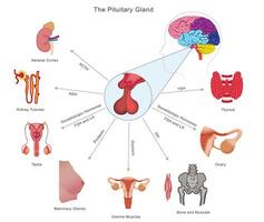 The pituitary gland controls growth, metabolism, reproduction, and other endocrine functions vector