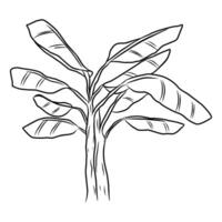 Detailed line art representation of a banana tree, showcasing its large leaves and unique structure, ideal for botanical designs and educational materials. vector