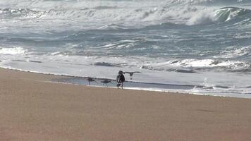Seagull Standing On Beach With Ocean Waves Sandpipers And Curlews Feeding Taking Flight video
