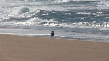 Seagull Standing On Beach With Ocean Waves And Sandpipers And Curlews Feeding video