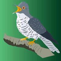 a cuckoo sits on a branch and crows vector