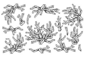 illustration of sea and ocean coral plant. Isolated object on a white background. Tropical underwater element of natural bottom world. Hand drawn textured sketch isolated background vector