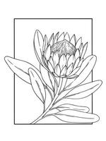protea flower in frame. illustration in sketch style. coloring book vector