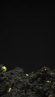 Tiny seeds transform into growing plants in time lapse . video