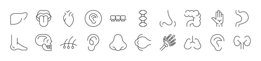 Internal Organs Set of Thin Icons. Editable Stroke. Suitable for Web Sites, Books, Cards, Apps vector