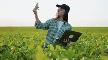 Female Farmer Inspecting Soybeans While Using Laptop in Field video
