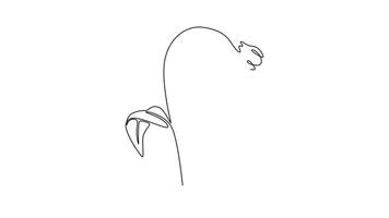 Self drawing animation of single line draw beauty fresh symphytum for garden logo icon. Decorative comfrey flower concept for floral invitation card frame. Continuous line draw. Full length animated video