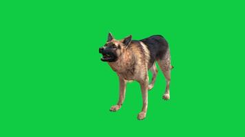 alemão pastor cachorro Latidos 3d render ciclo animação isolado em verde tela fundo video