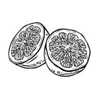 Lemon or lime halves drawn with free hand in ink. Isolated outline drawing of citrus fruit in engraving style for packaging design, menu, textile, cosmetics. Hand drawn sketch citron illustration vector