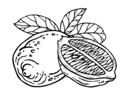 Lemon. Black and white composition with whole fruit it's half and leaves. Hand drawn ink graphic. Sketch illustration of citrus on engraving style. Outline drawing for kitchen textile or tableware vector