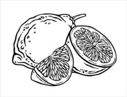 Whole and cut lemons. Outline sketch composition of citrus fruits half and quarter. Black and white ink graphic in engraving style. Isolated group of lime or citron lobules for label design vector